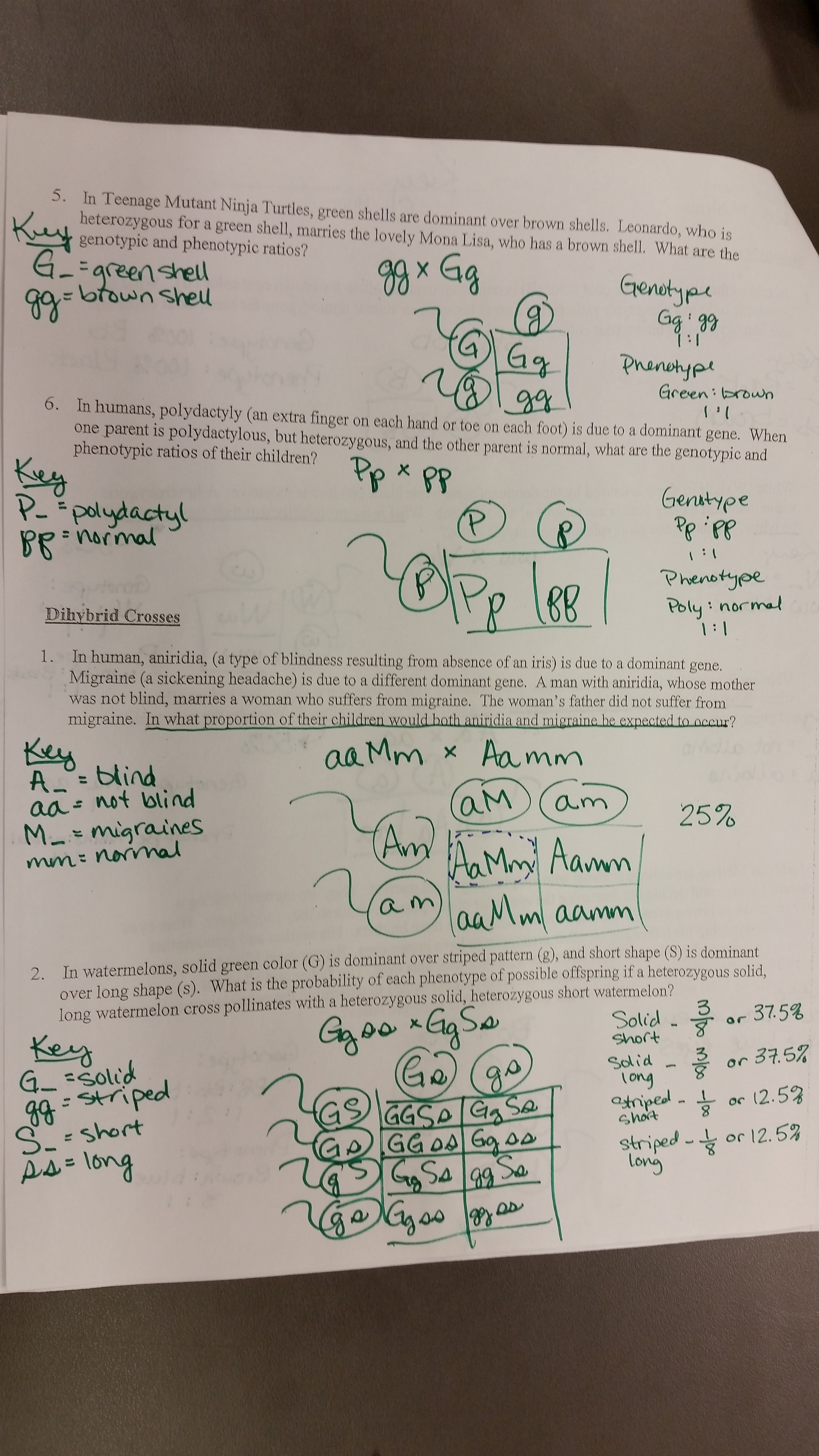 Bestseller: Chapter 10 Dihybrid Cross Worksheet Key