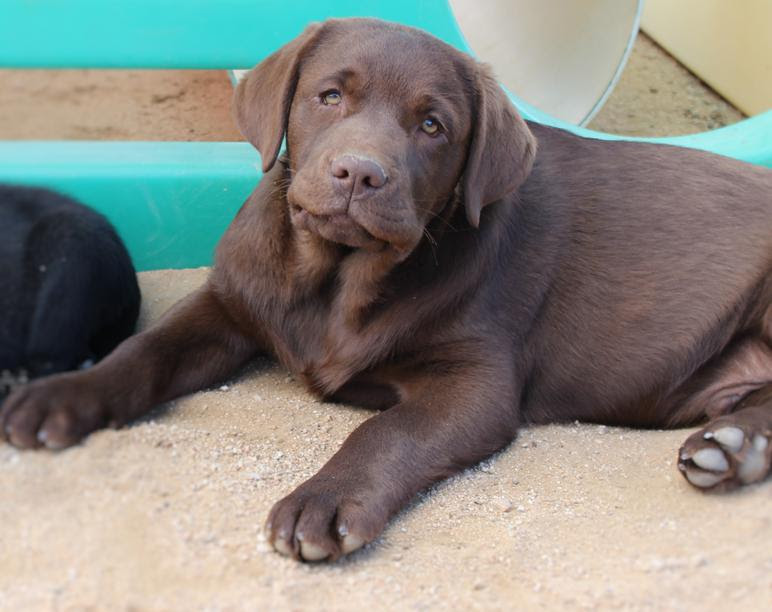 If you are too far away to come yourself, look. Home Of Livalittle Labradors