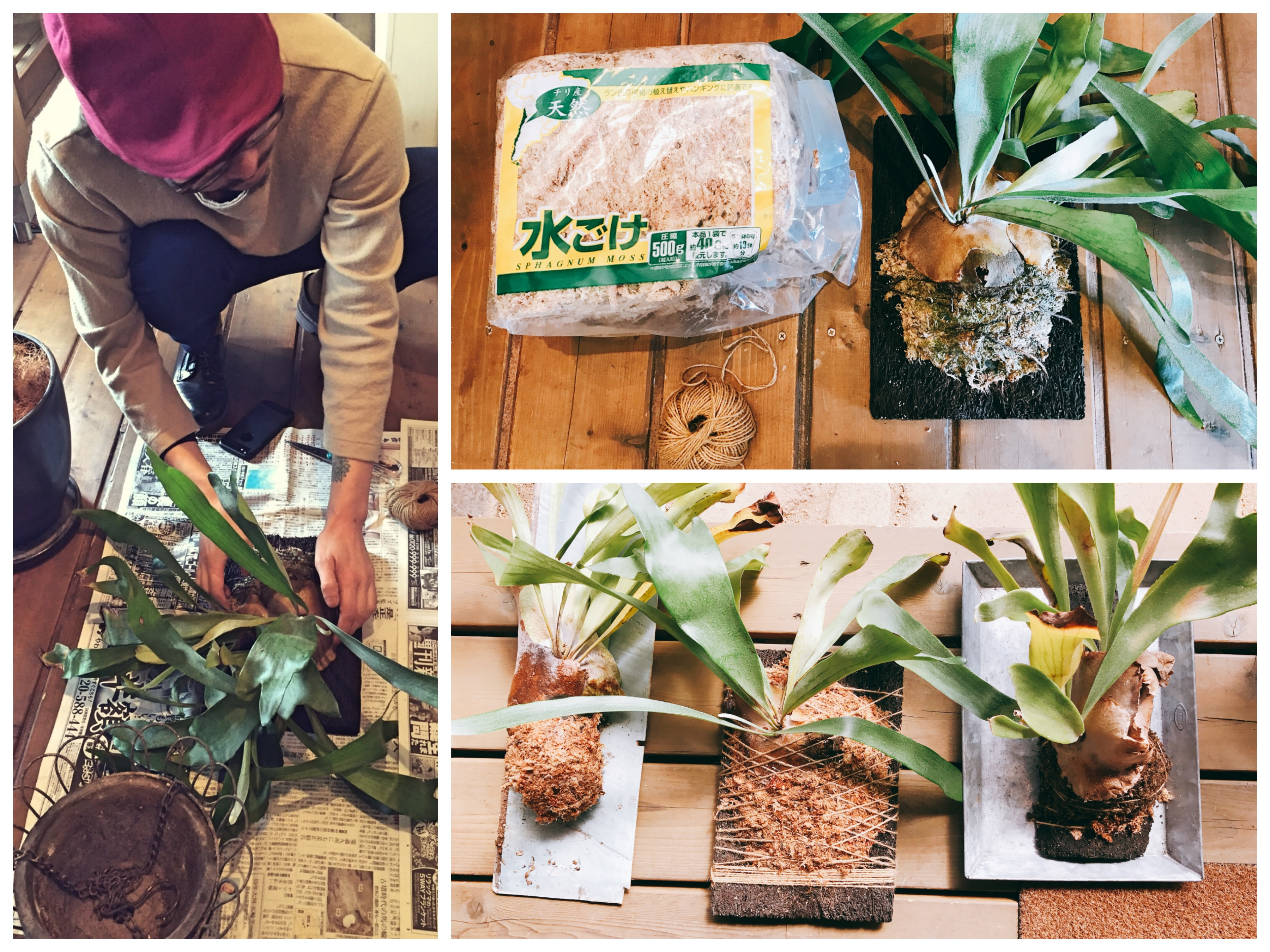 すべての美しい花の画像 ベスト50 ラン の 植え 替え