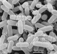 The listeria monocytogenes pathogenic bacteria. Listeria Monocytogenes