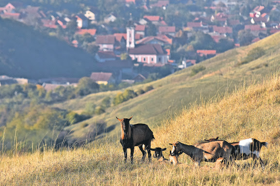 Ñ„Ñ€ÑƒÑˆÐºÐ° Ð³Ð¾Ñ€Ð°