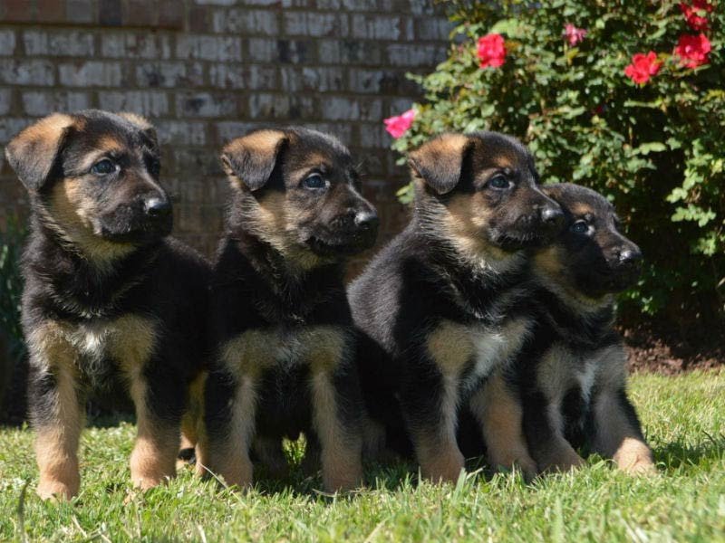 #dog habits #german shepherd puppies #new puppy habits #training a new puppy. 10 Ways To Keep Your German Shepherd Dog Healthy American Kennel Club