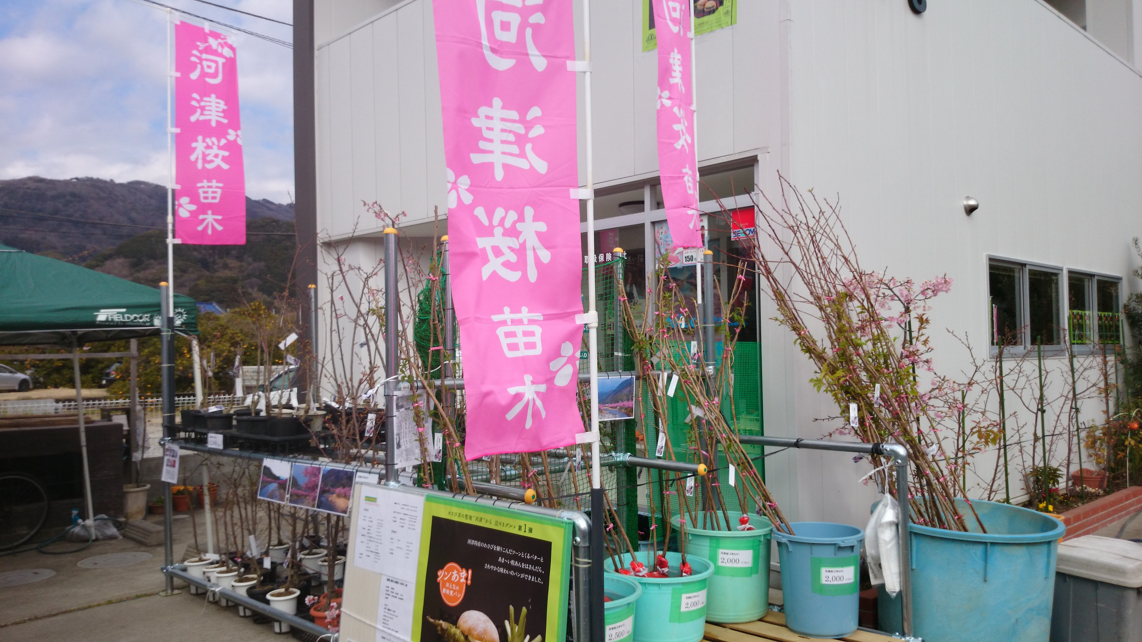 無料ダウンロード河津 桜 苗木 すべての美しい花の画像