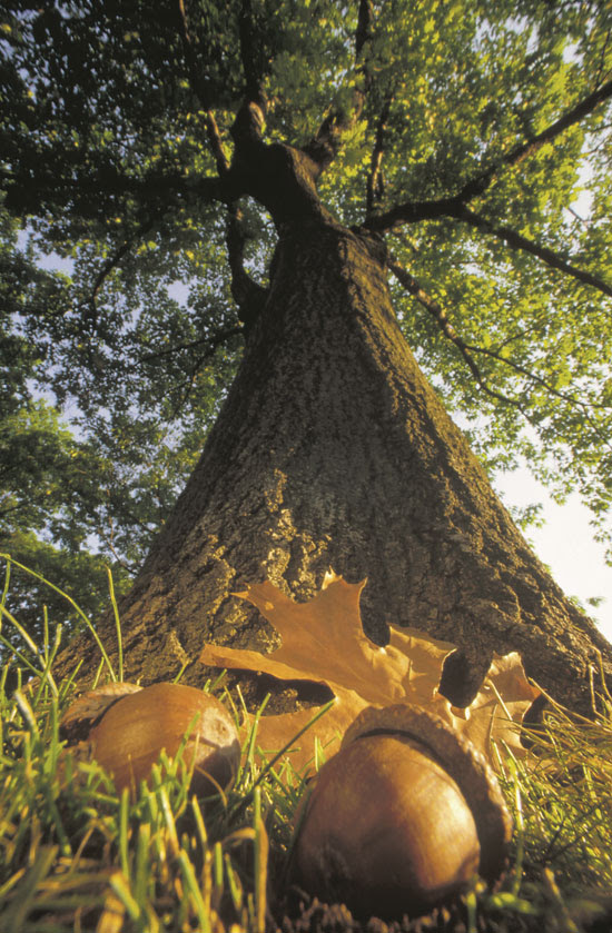 oak-acorns.jpg