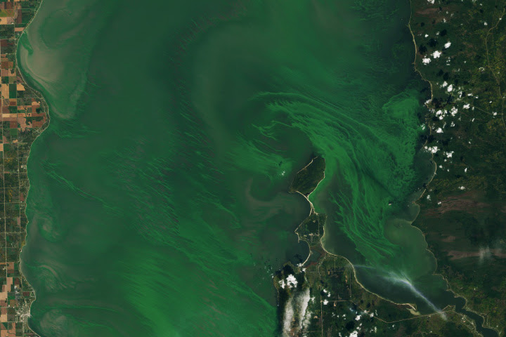 Emerald Swirls of Algae in Lake Winnipeg