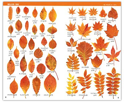 最高のもみじ 図鑑 最高の花の画像