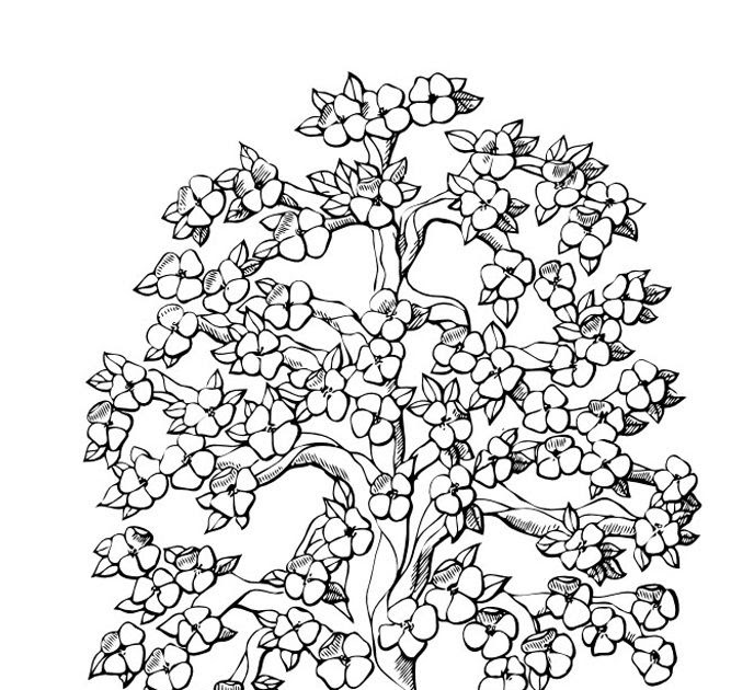 Cherry Blossom Tree Coloring Pages - Amanda Gregory's Coloring Pages