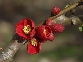 コンプリート ボケ 花言葉 ひとめぼれ ボケ 花言葉 ひとめぼれ