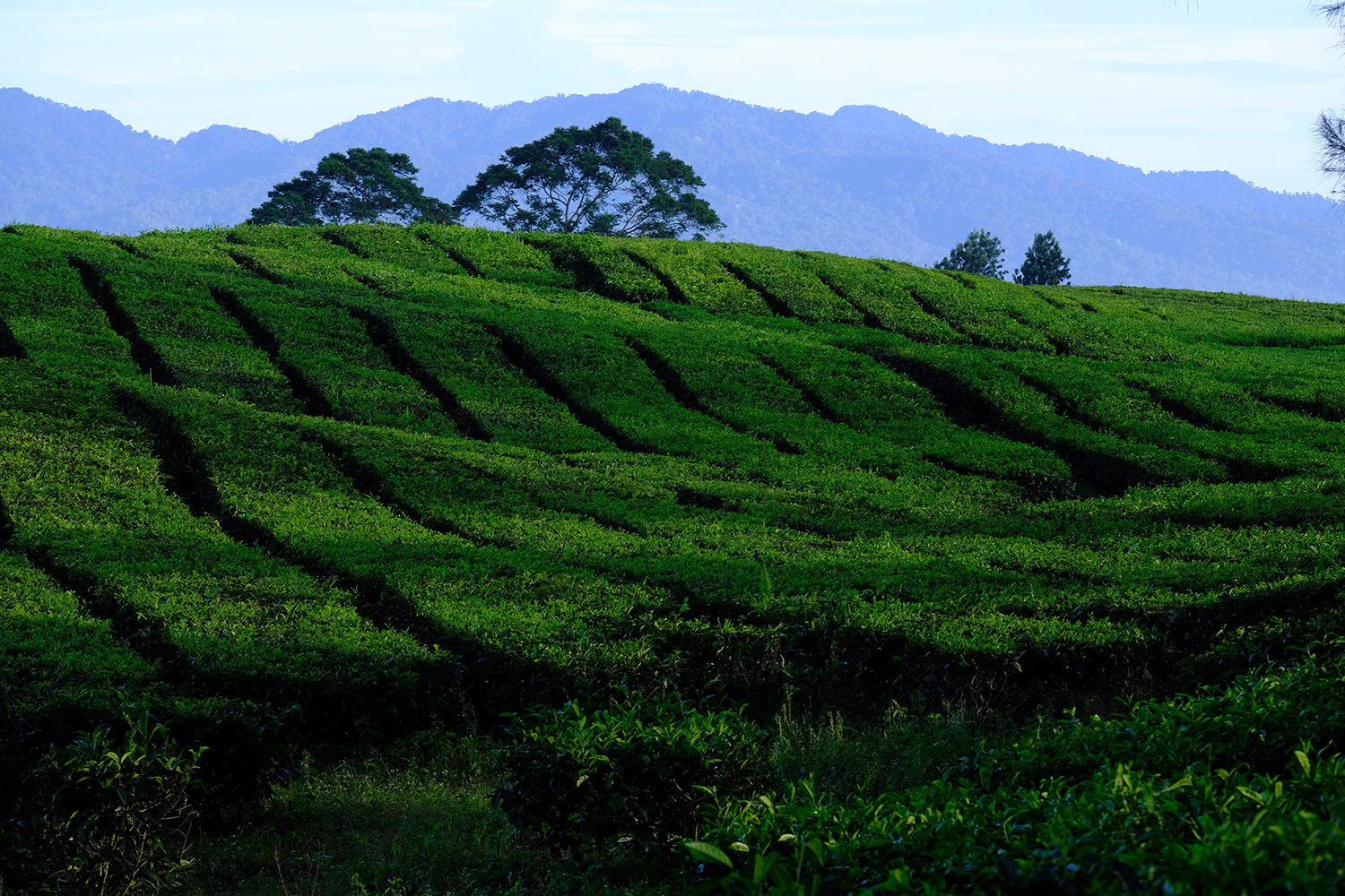 Nomor Hp Pengelola Kebun Teh Cipasung Majalengka - 3 Obyek ...