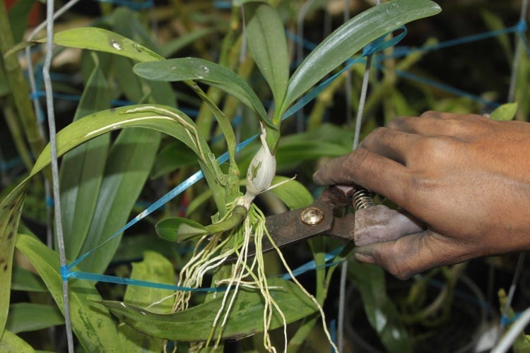 TANAMAN HIAS CARA BUDIDAYA  BUNGA  ANGGREK  DENGAN SEDERHANA 