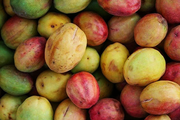 عبر النابلسي في تفسير رؤيا التين أو شجرة التين أو من رأى نفسه انه يأكل التين الاسود و الابيض أو التين المجفف أو القطين في المنام ، بأن التين يدل على الخصب والمال، وإذا رأى النائم شجرة تين في منامه فإنها. Ø§Ù„Ù„ÙˆØ² ÙŠØµÙ„ Ø¥Ù„Ù‰ 55 Ø±ÙŠØ§Ù„Ø§ ÙˆÙ…Ø²Ø§Ø±Ø¹ ÙŠÙ†ØµØ­ Ø¨Ø²Ø±Ø§Ø¹ØªÙ‡ ÙÙŠ Ø§Ù„Ù…Ù†Ø²Ù„ Ø¬Ù‡ÙŠÙ†Ø© Ø§Ù„Ø¥Ø®Ø¨Ø§Ø±ÙŠØ©