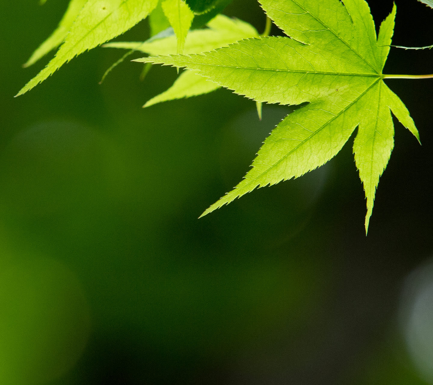 ディズニー画像ランド 綺麗なスマホ 壁紙 シンプル 緑