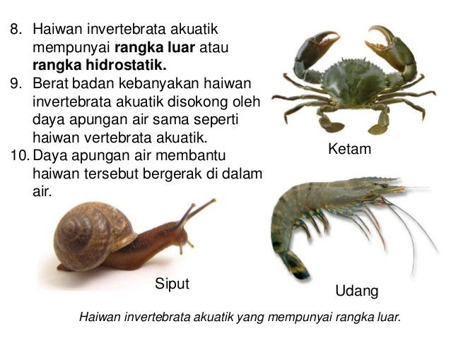 Contoh Hewan Invertebrata Yang Merugikan  Contoh Bass