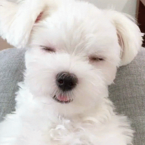 Sleepy Pup GIF