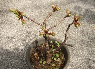 すべての美しい花の画像 ベスト一才桜 旭山 育て方