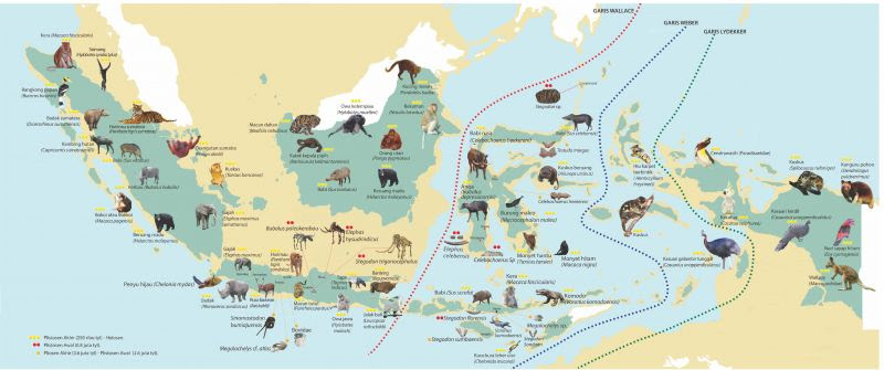  Contoh  Fauna Di Indonesia  Bagian  Timur  Berbagai Bagian  