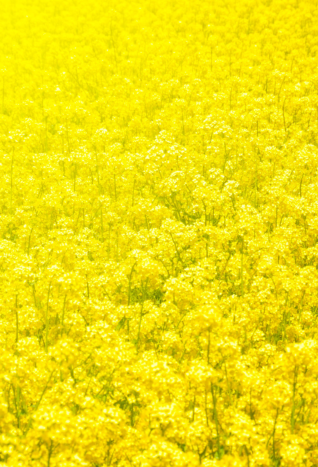 Iphone 壁紙 春 Jpbestwallpaper