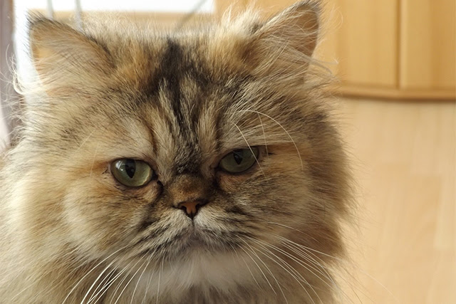 動物画像無料 最高の猫 ブサ 可愛い