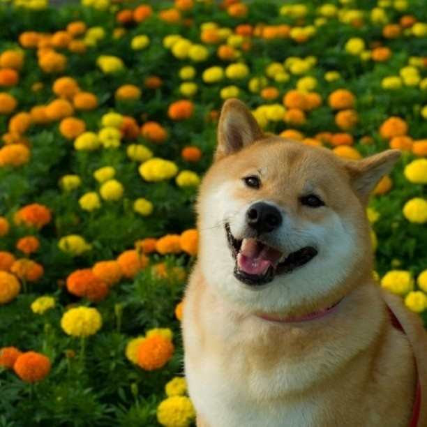 すべての花の画像 ユニーク待ち受け 柴犬 まる 壁紙