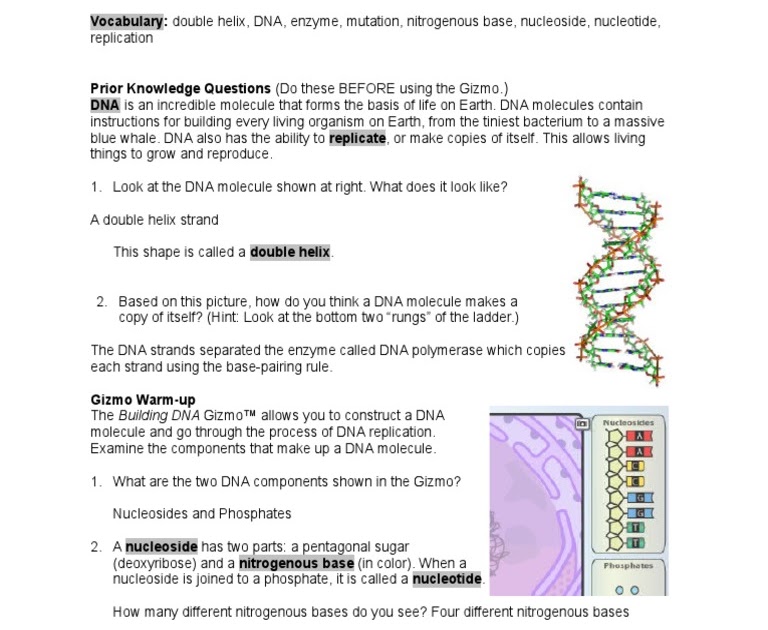 Student Exploration Building Dna Gizmo Answer Key Pdf / Student Exploration Building Dna Fill ...