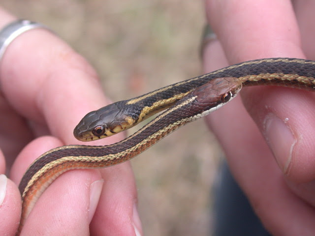 Garter snakes prefer tall grass, marshland (near water), forested areas. Telling Garter Snakes And Ribbon Snakes Apart Gartersnake Info