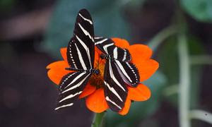 Las mariposas se alimentan de una flor.