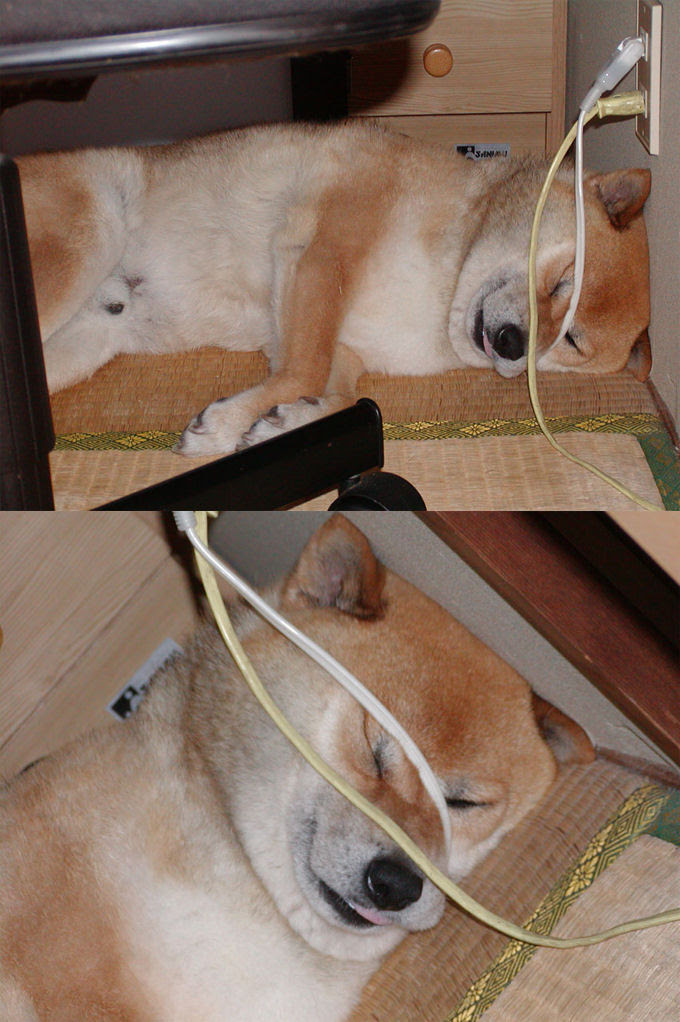 動物画像無料 最高の顔 犬 面白い 画像