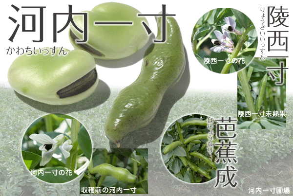 最新豆の種類 図鑑 最高の花の画像