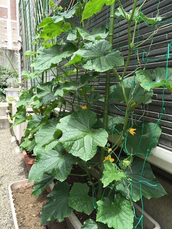 新着プランター 花 育て方 最高の花の画像