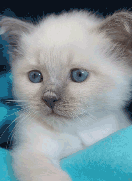 Chaton Blanc Yeux Bleu Get Images