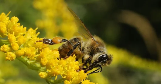Worldâ€™s Biggest Bee Discovered Living Her Best Life