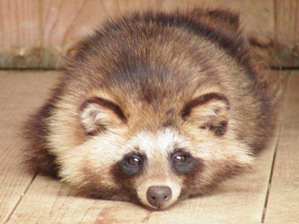 75 可愛い たぬき 最高の動物画像