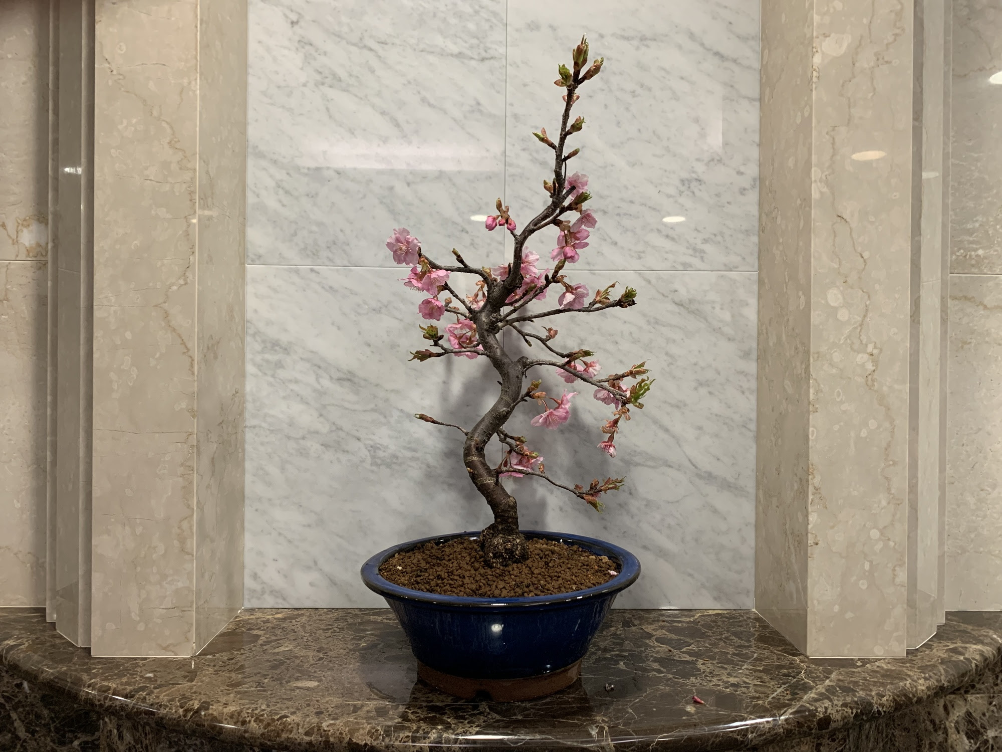 すべての美しい花の画像 75 桜 盆栽 種類