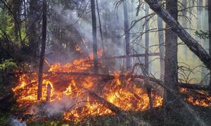 Incendio forestal.