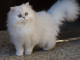 Chat Persan Chinchilla Bebe