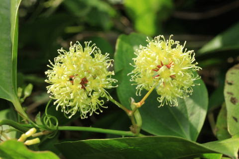 無料印刷可能山帰来 花 最高の花の画像