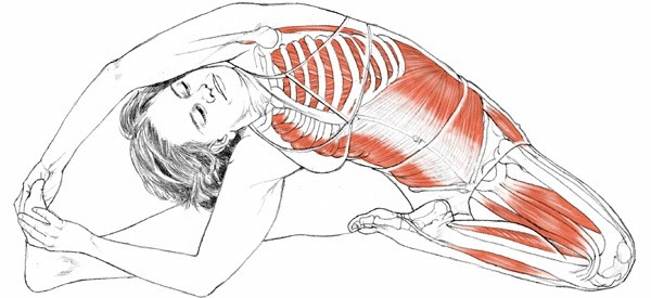 The headstand yoga pose (sirsasana) helps remove the blockage in the heart, and it. Parivritti Janu Sirsasana Yogaanatomy Net
