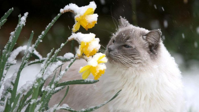 Un chat qui va attraper froid