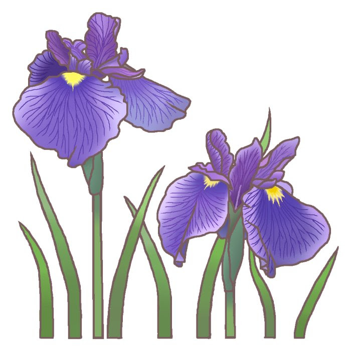 無料ダウンロード菖蒲の花 イラスト 花の画像