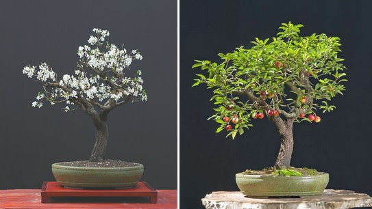 cây bonsai