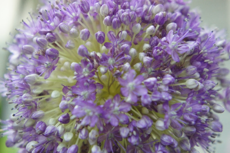 ぜいたくアリウム 花 最高の花の画像