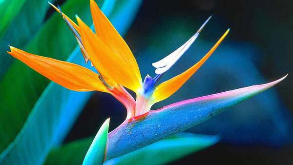 すべての美しい花の画像 トップ100 壁紙 ハワイ 花 写真 無料