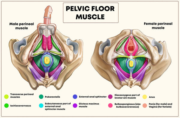 Muscles of the pelvis that cross the lumbosacral joint to attach onto the trunk were described in the previous blog post article on muscles of the trunk. as with the discussion of these muscles from the perspective of the trunk, understanding pelvic rotation motions by these muscles requires. Your Pelvic Floor Muscles Yamuna