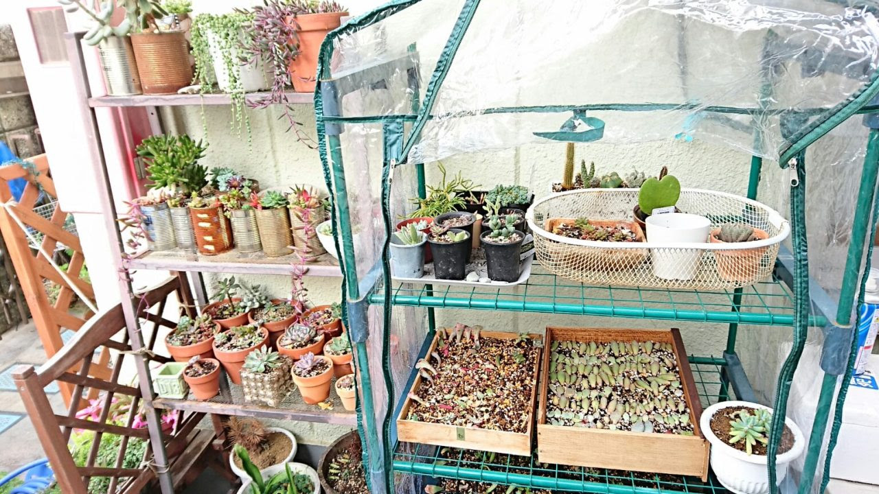 すべての美しい花の画像 ロイヤリティフリー多肉植物 温室 作り方