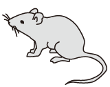 ベスト50 マウス イラスト 実験 動物ゾーン