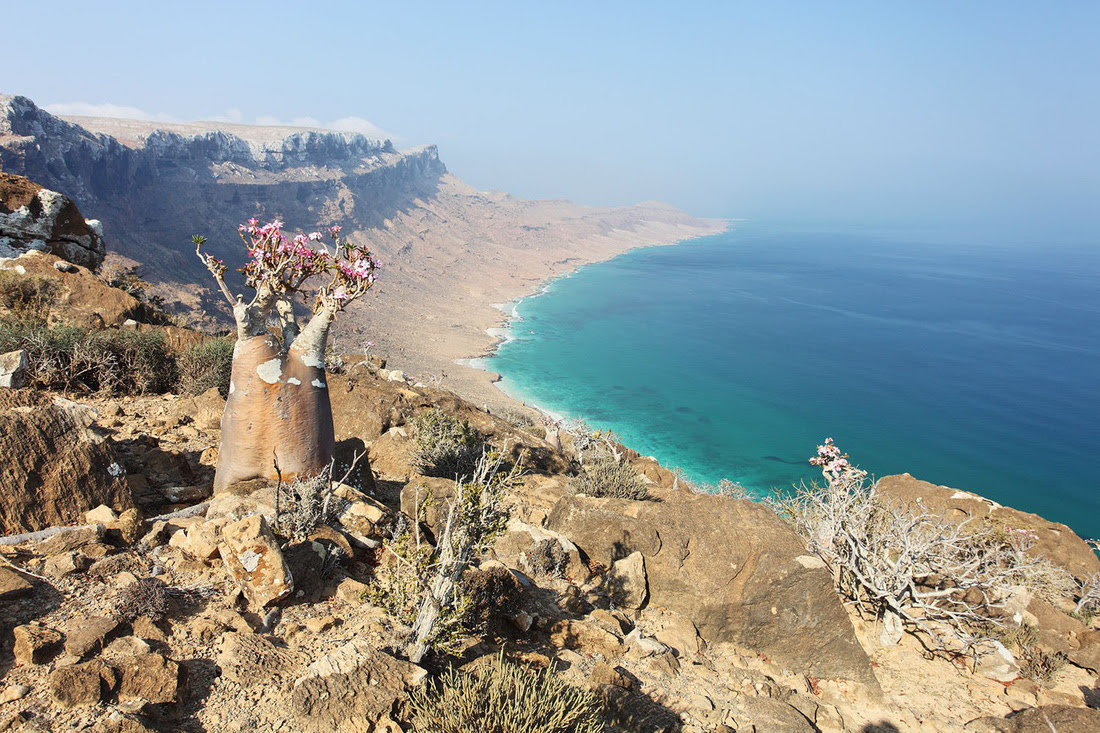 Đến Yemen khám phá vùng đất cây máu rồng Socotra - Ảnh 19.