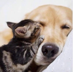 Kasword かわいい 犬 猫 画像