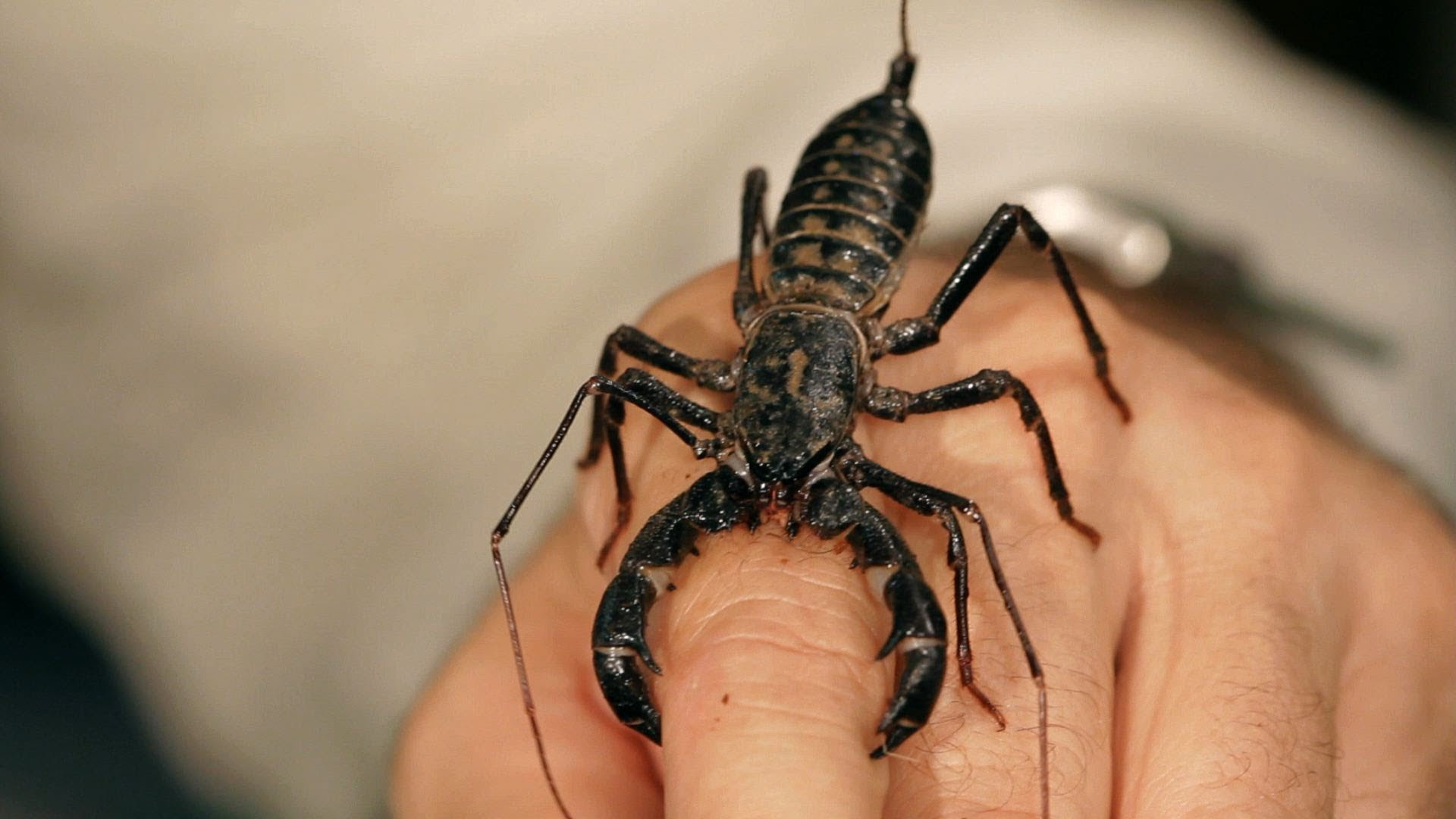 He had pulled over omar felix. Is Vinegaroon Spider Bite Poisonous And Deadly Bigbear Pest Control