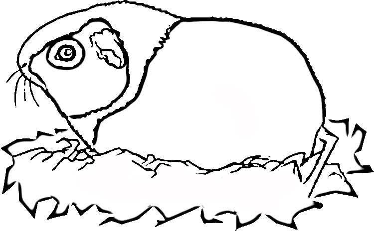 Warum sollte man sich mindestens zwei meerschweinchen anschaffen? Meerschweinchen Ausmalbilder Animaatjes De
