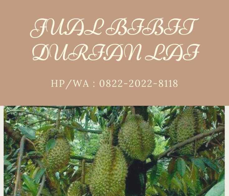 Benih Durian Duri Hitam Kedah - BENIH TOKO
